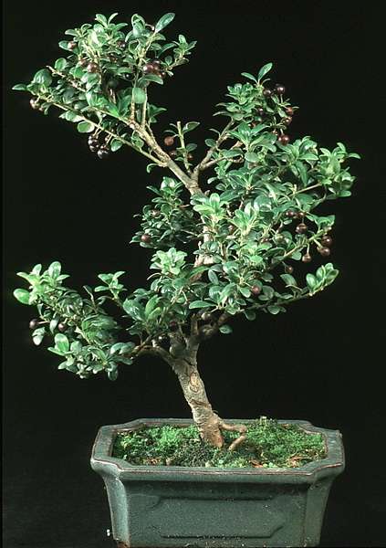 Ilex crenataelleri