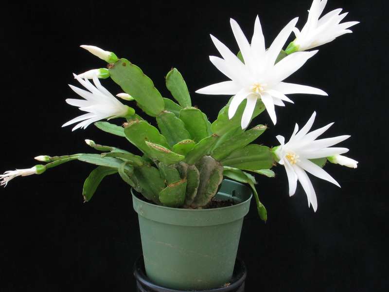 Velikonočni kaktus - Schlumbergera gaertneri