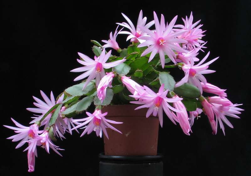 Velikonočni kaktus - Schlumbergera gaertneri