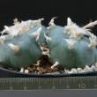 Lophophora fricii (11)